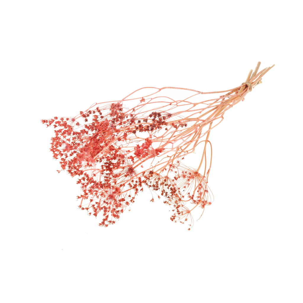 Pre Order Bupleurum open 55cm burnt orange, box x 20