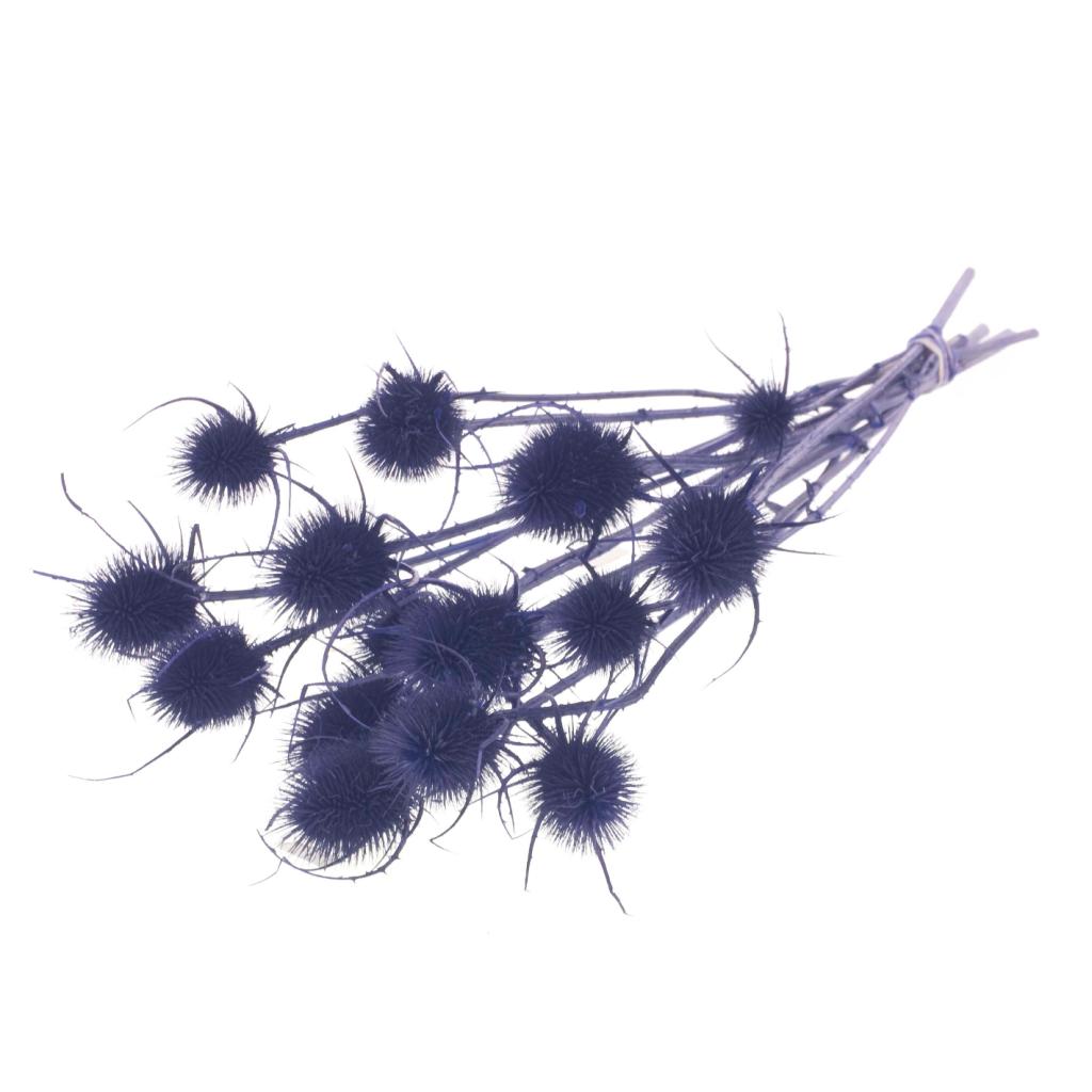 Pre Order Chardon dark blue, box x 15