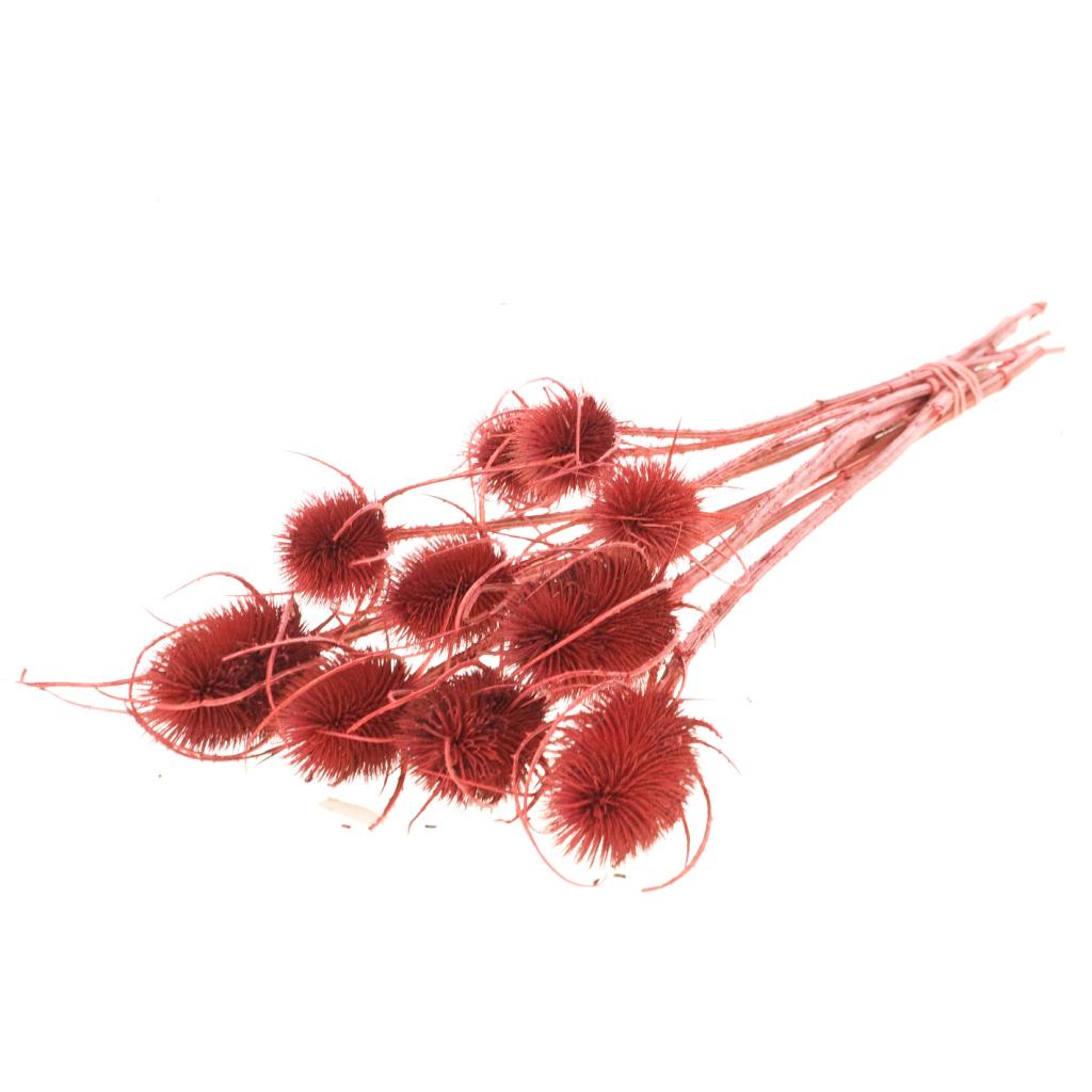 Pre Order Chardon red, box x 15