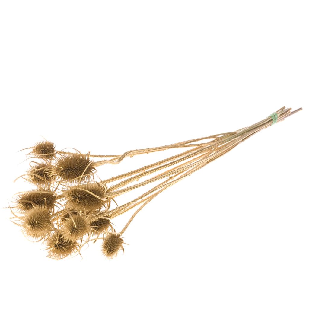 Pre Order Chardon gold, Box x 15