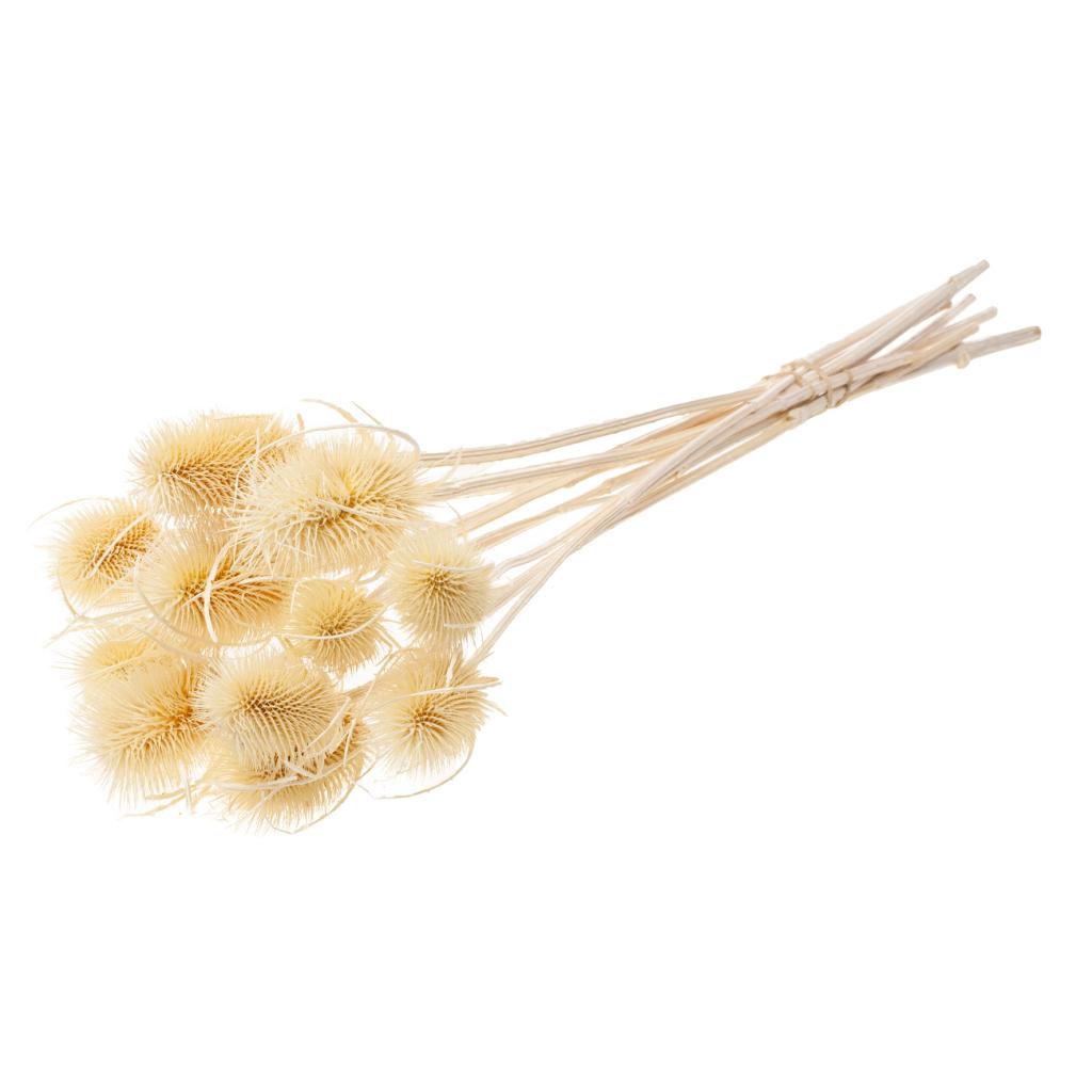 Pre Order Chardon bleached white, box x 15