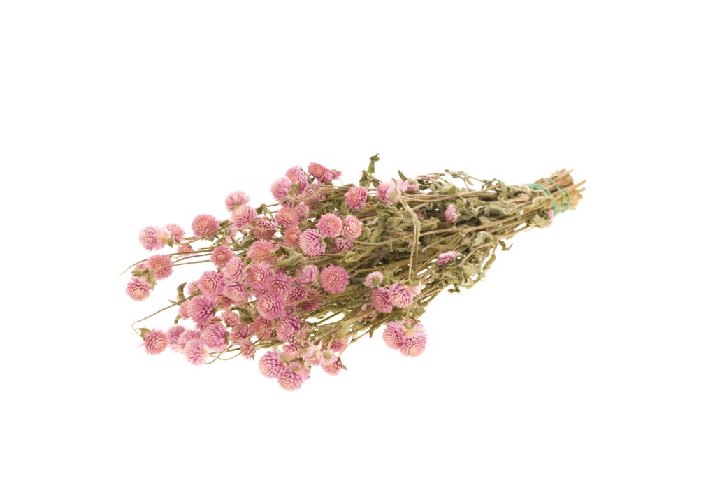 Pre Order Gomphrena natural pink, box x 25