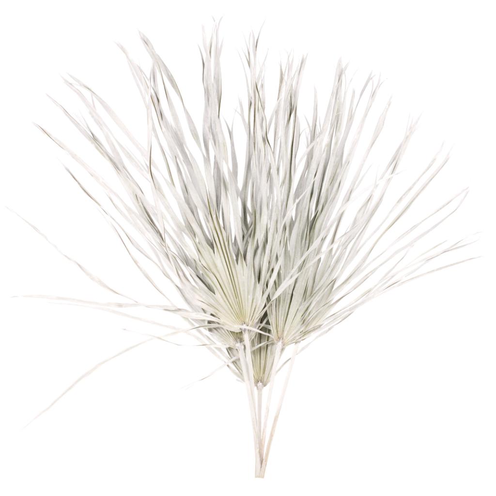 Pre Order Palm sun big white misty, box x 10