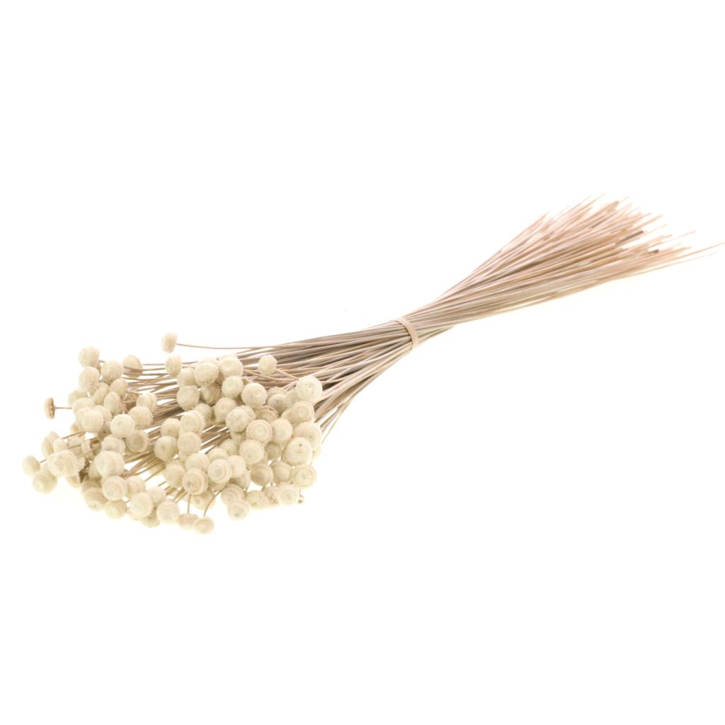 Pre Order Botao natural, box x 50