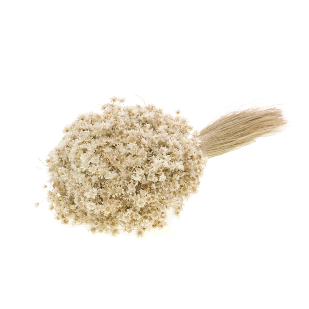 Pre Order Marcela natural, box x 35