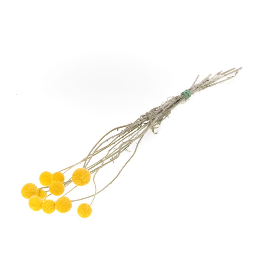 Pre Order Craspedia extra 10pc natural yellow, box x 30