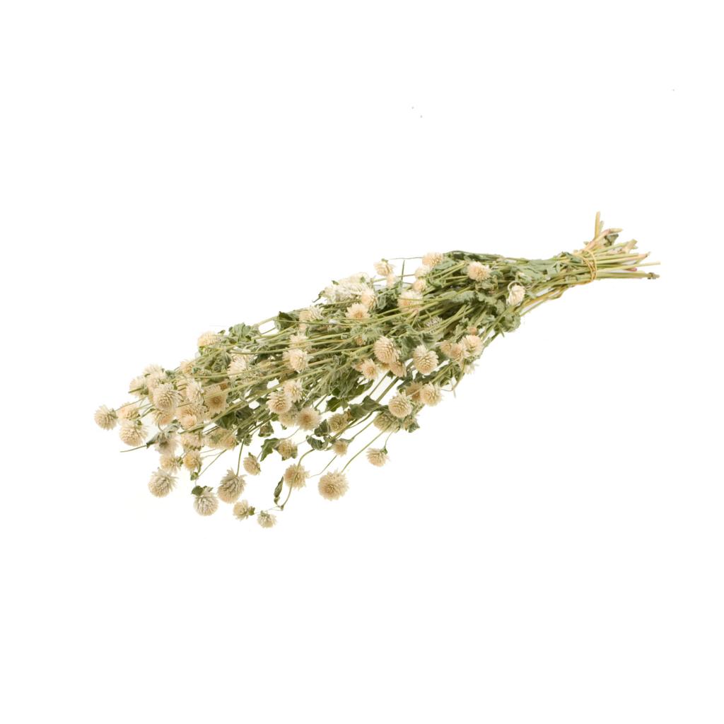 Pre Order Gomphrena natural white, box x 20