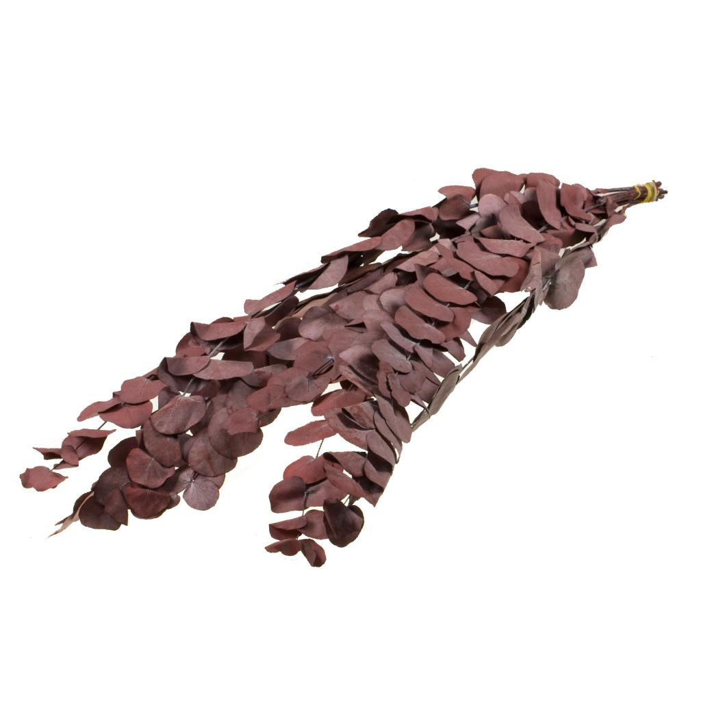 Pre Order Eucalyptus espiral preserved red, box x 35
