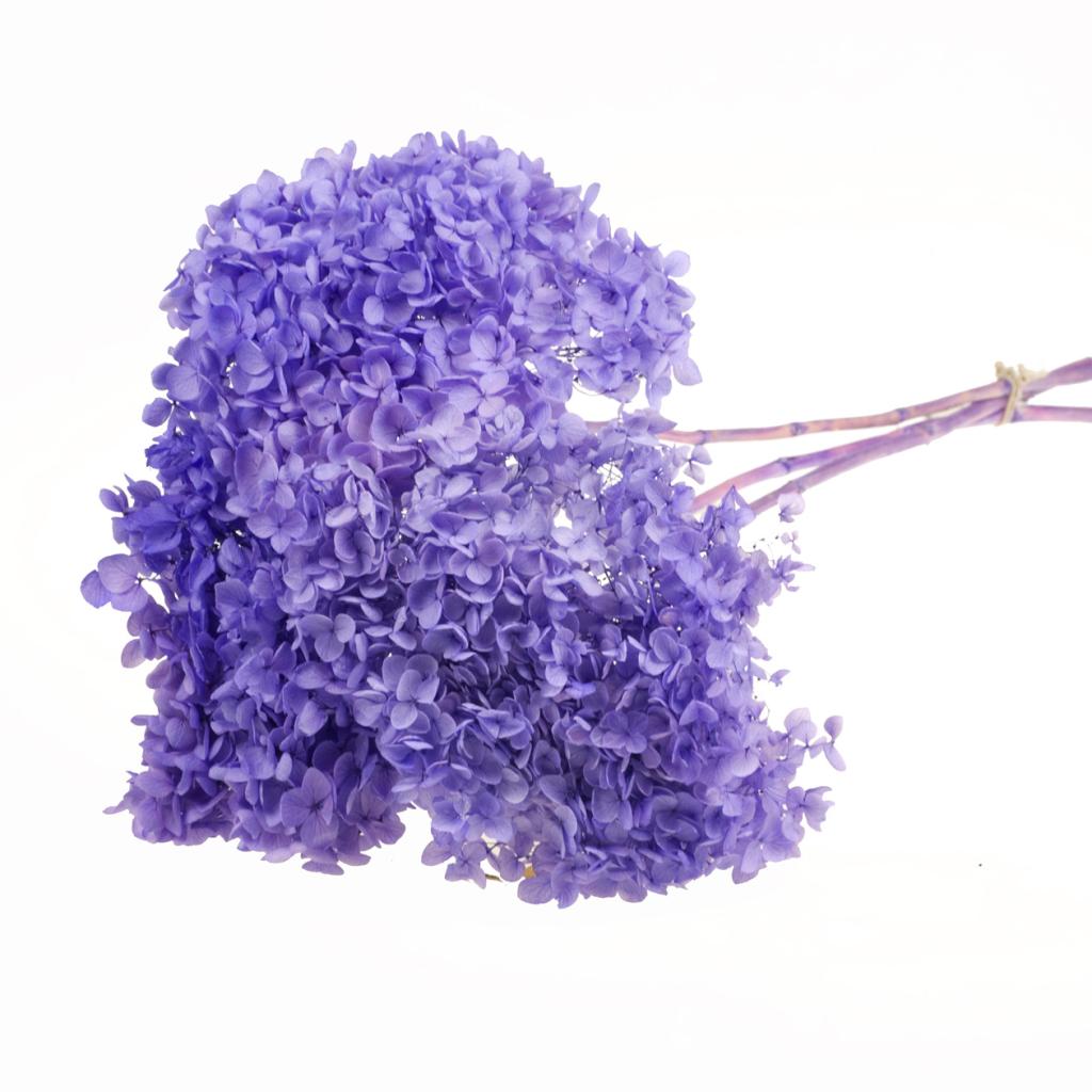 Pre Order Hydrangea pres 3pc 50cm stem bleached lilac, box x 10