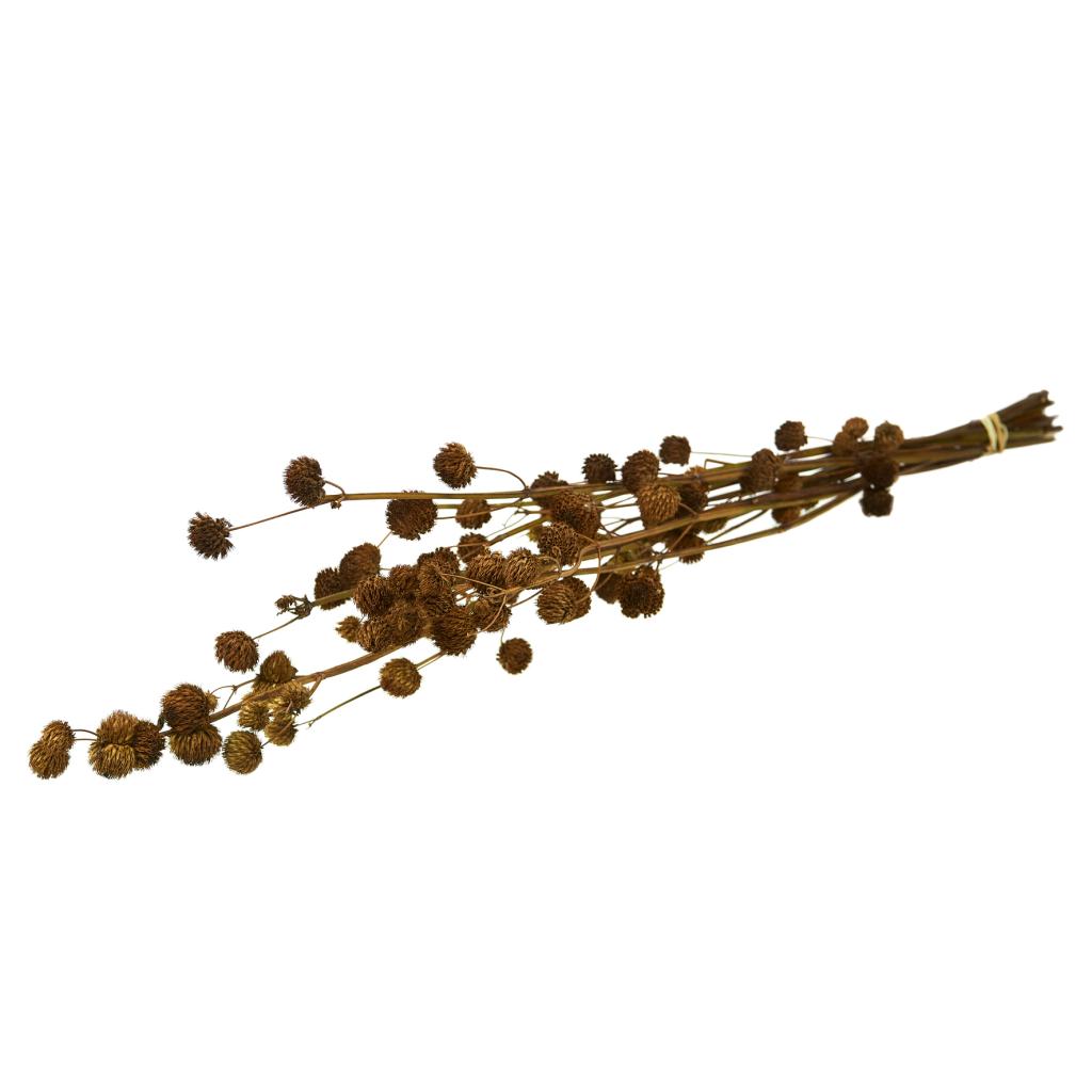 Pre Order Calicarpa 70cm natural, box x 40