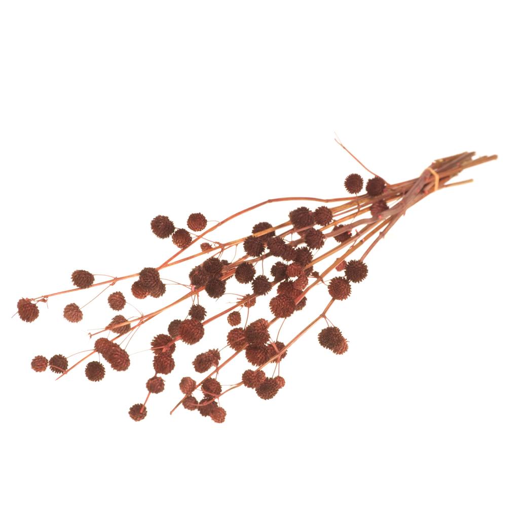 Pre Order Calicarpa 70cm red, box x 20