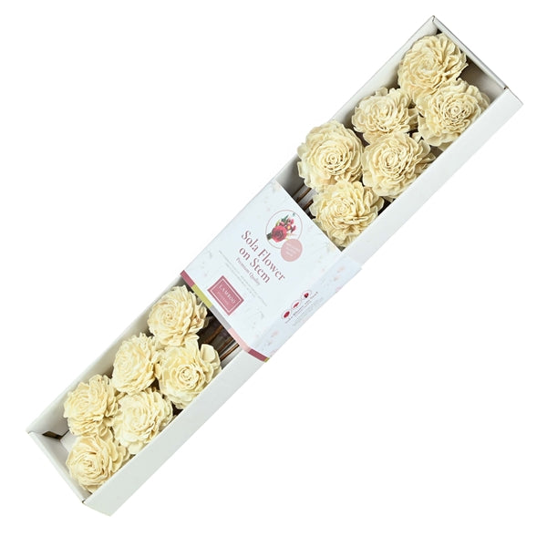 Pre Order Sola Dahlia 8cm o/s 12 pc natural, box x 8