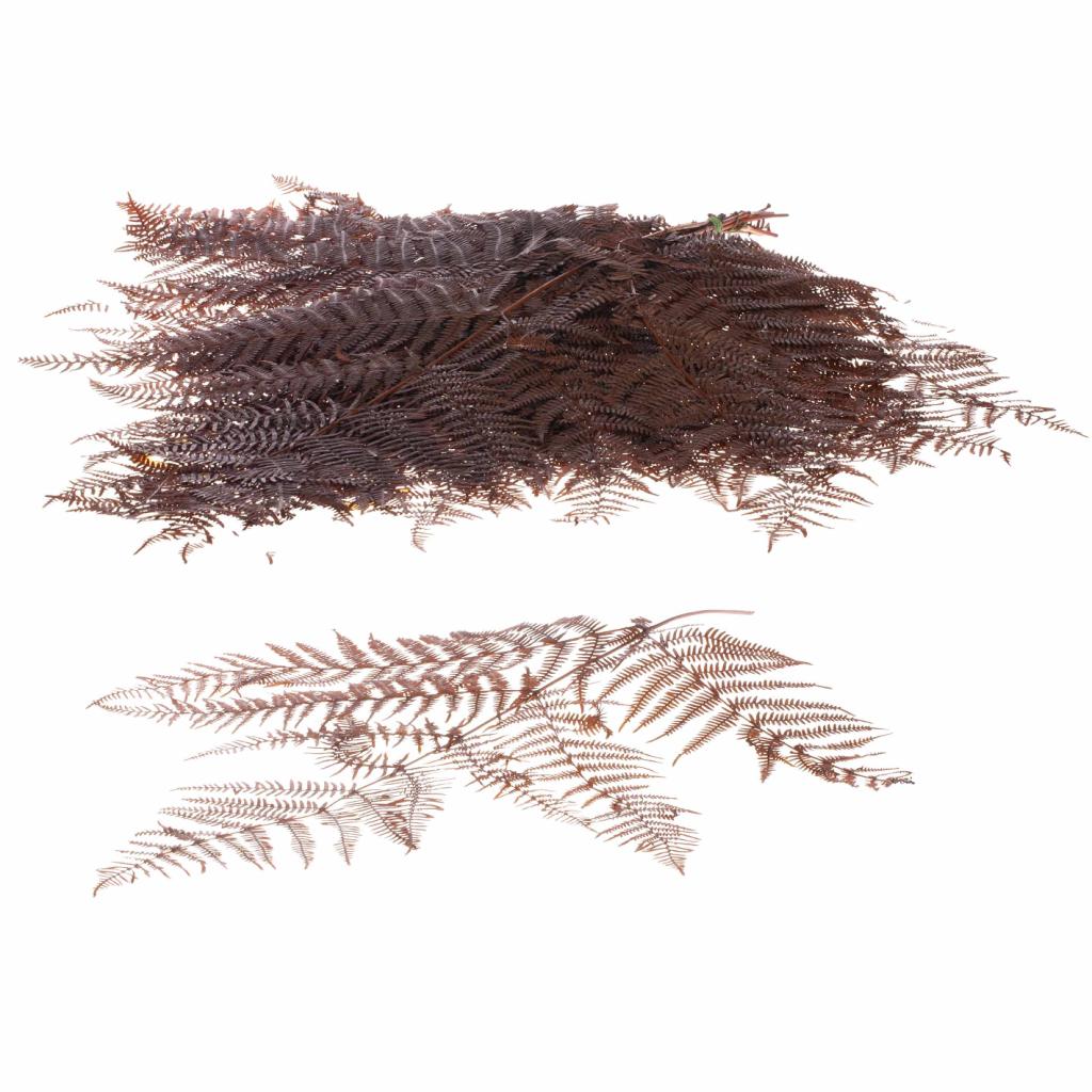 Pre Order Bracken fern preserved 10pc deep brown, box x 15