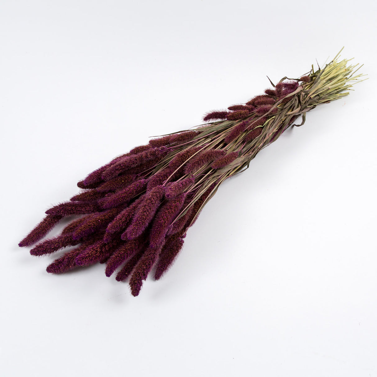 Setaria Grass, Purple, Bunch, 65cm