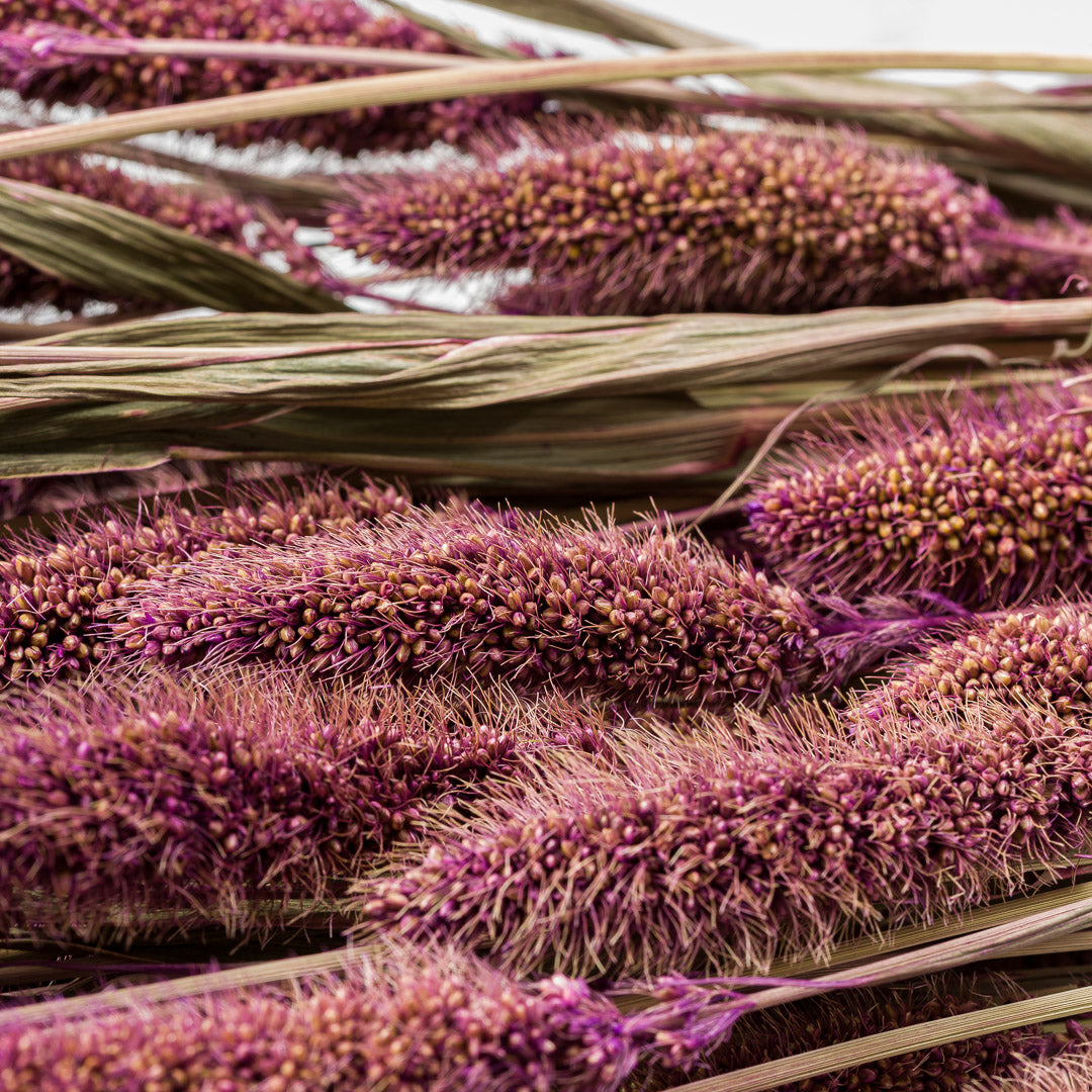 Setaria Grass, Purple, Bunch, 65cm