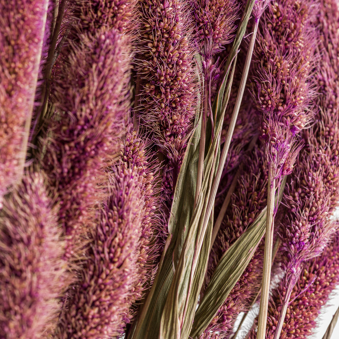 Setaria Grass, Purple, Bunch, 65cm
