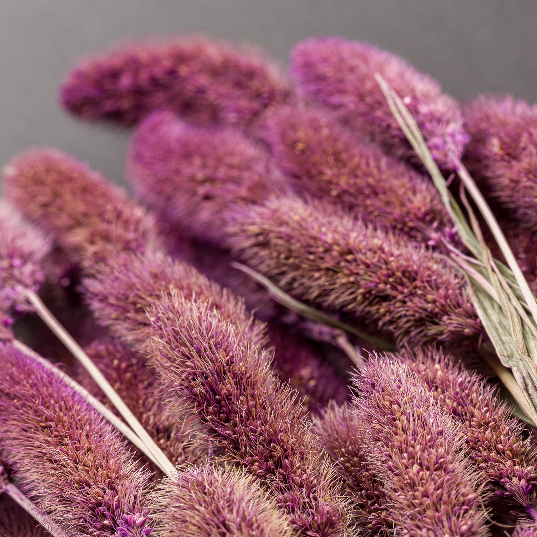 Setaria Grass, Purple, Bunch, 65cm