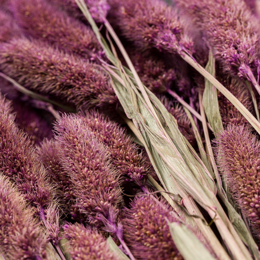 Setaria Grass, Purple, Bunch, 65cm