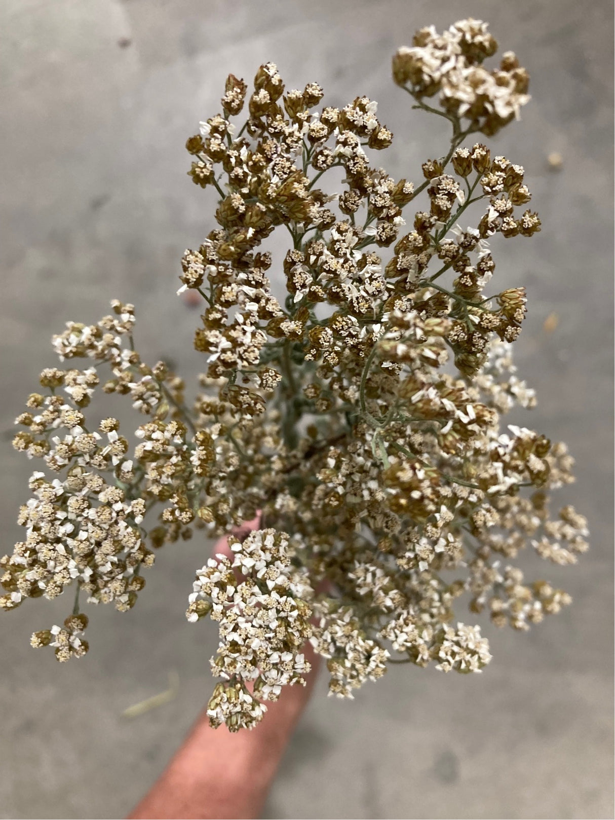 Achillea, British, Organic, Natural White, 60-80cm, Bunch 5