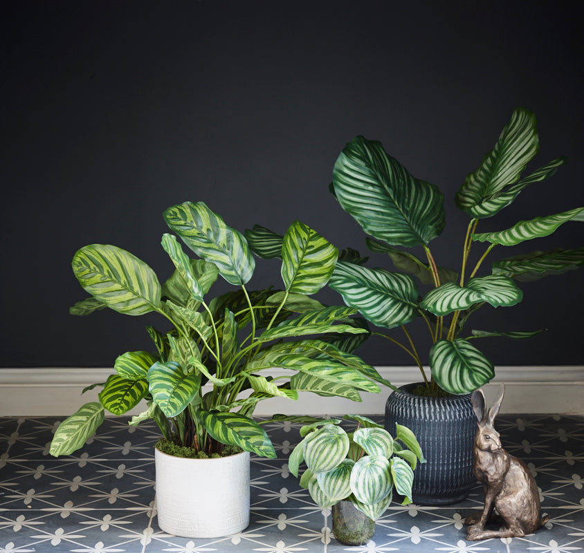 Calathea makoyana, Artificial, 65cm Ø x 67cm, in Pot