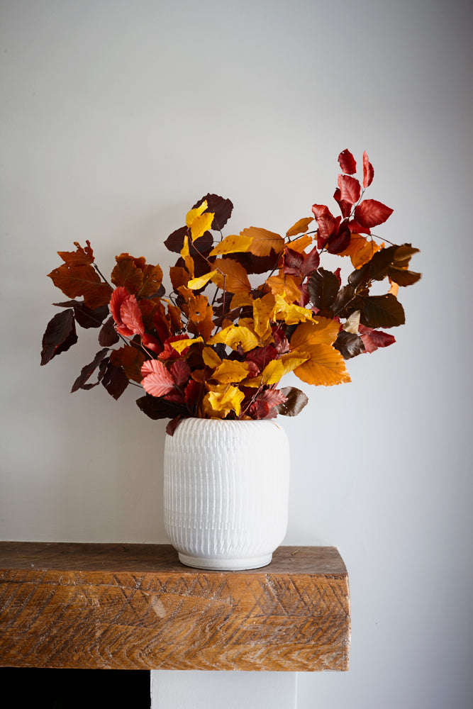 Copper Beech, (Fagus), Preserved, Orange, 150g