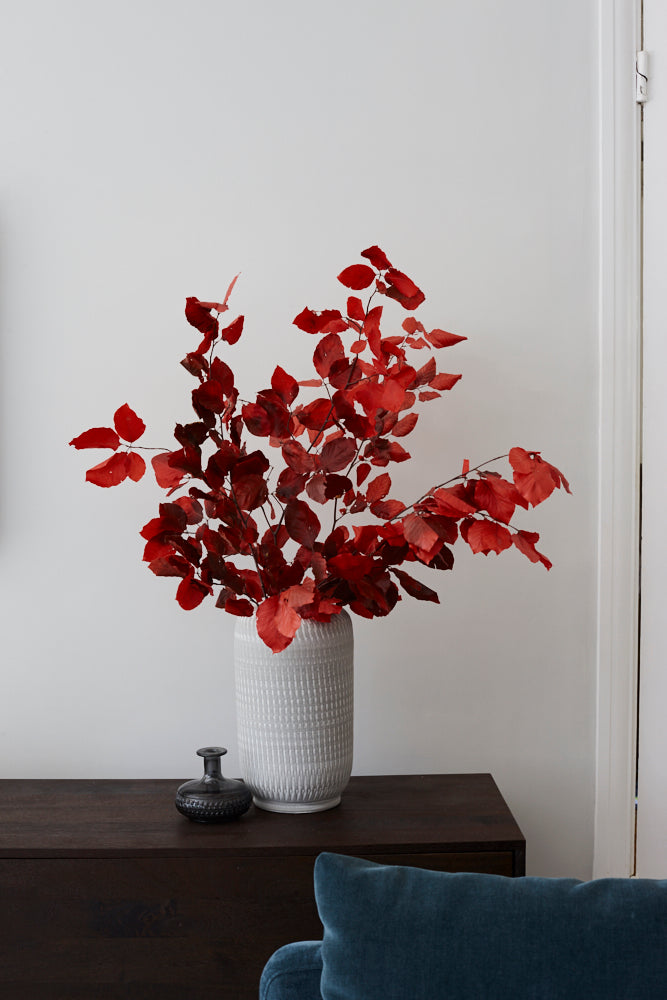 Copper Beech, (Fagus), Preserved, Red, 150g