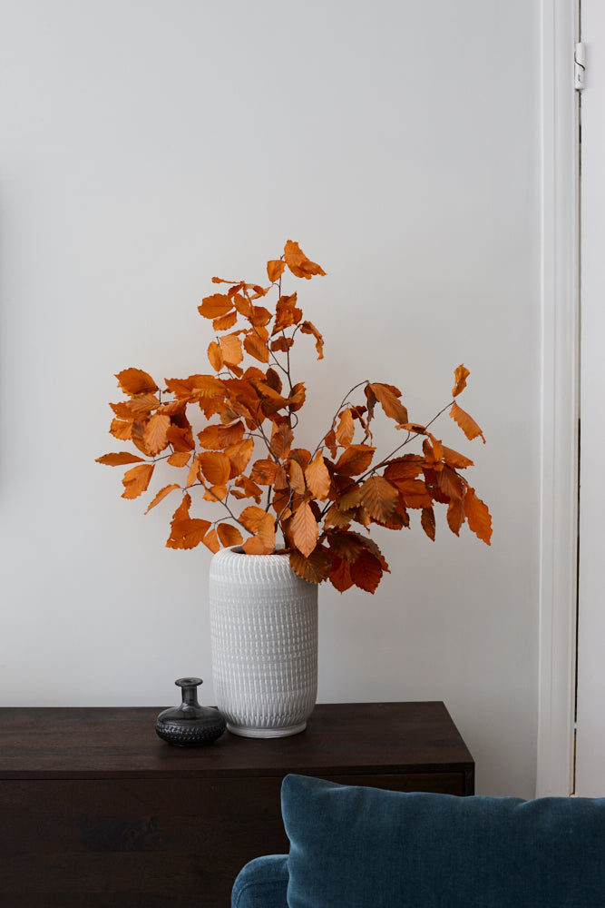 Copper Beech, (Fagus), Preserved, Orange, 150g