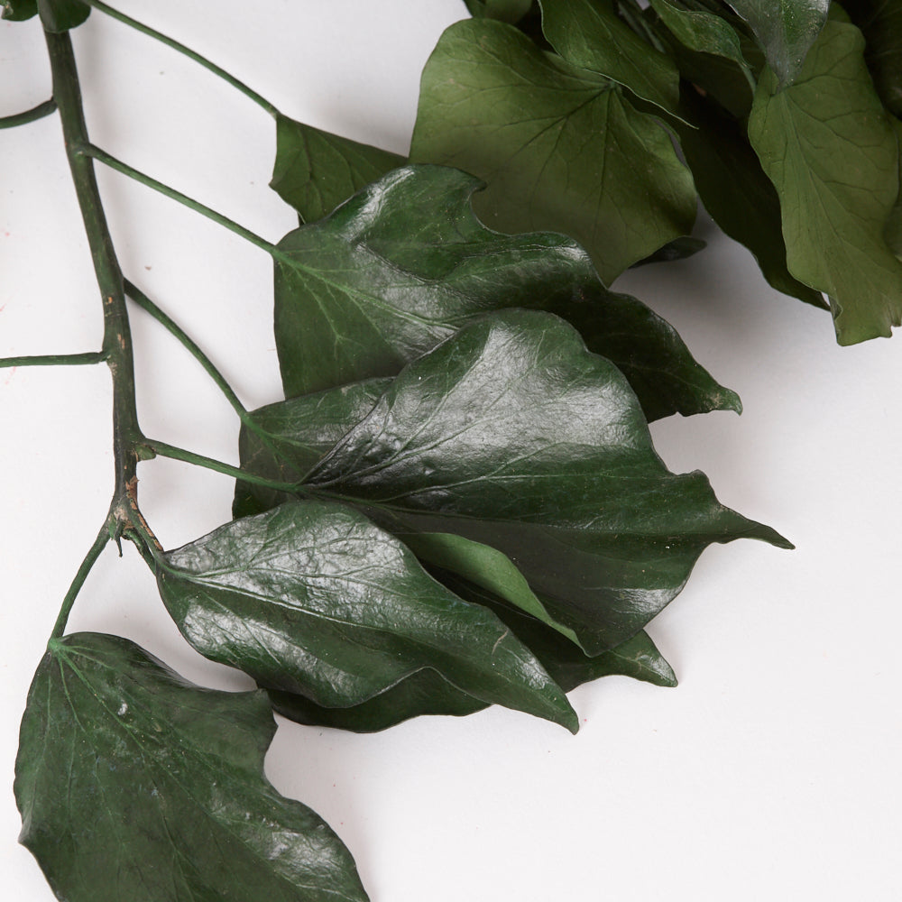 Ivy, Preserved, Green, 150g Bunch
