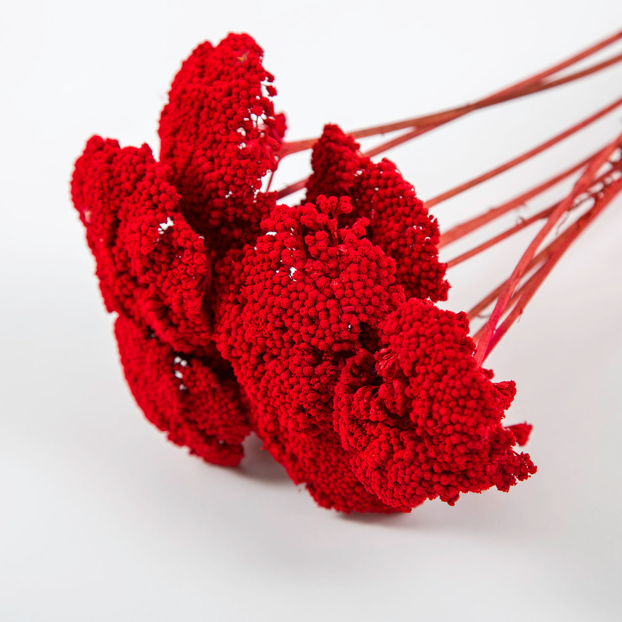 Achillea Parker, Dried, Red