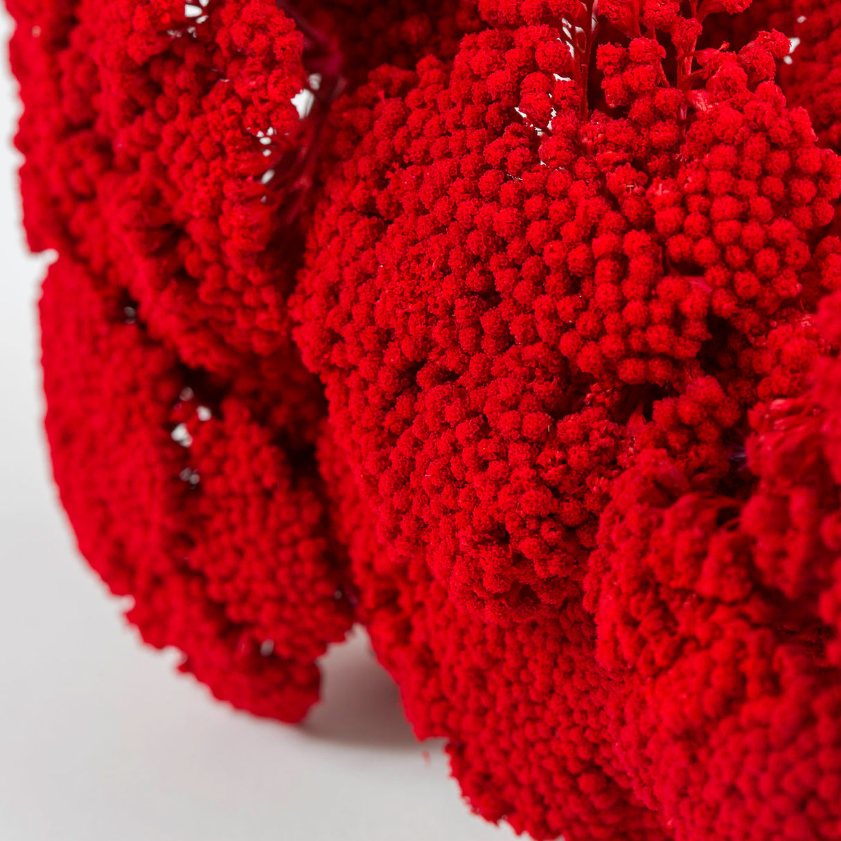 Achillea Parker, Dried, Red