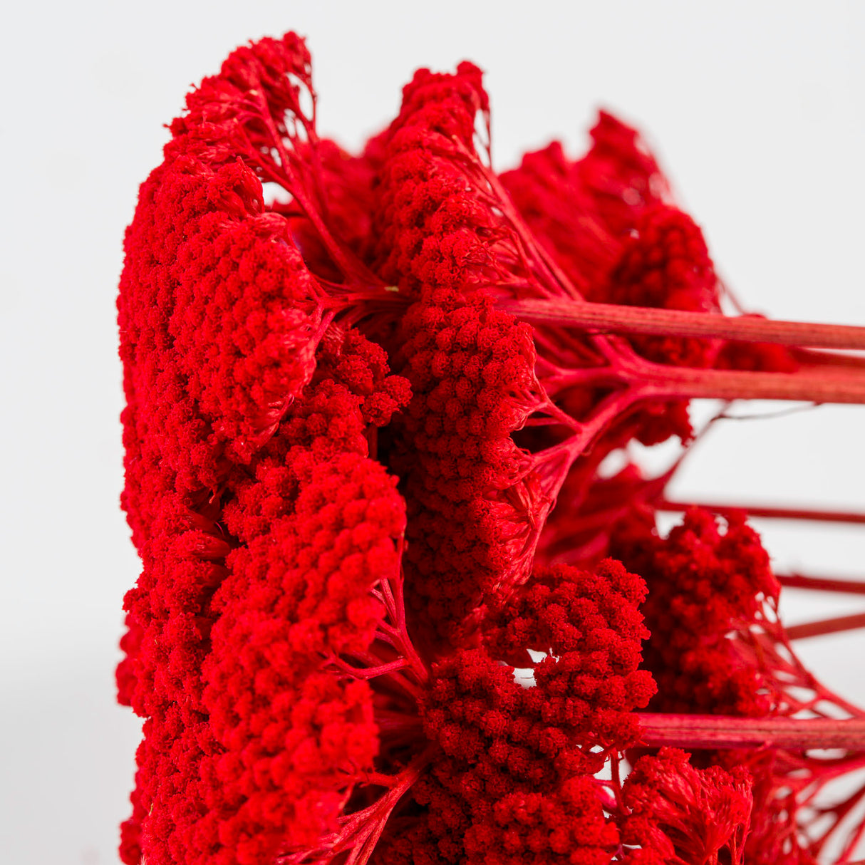 Achillea Parker, Dried, Red