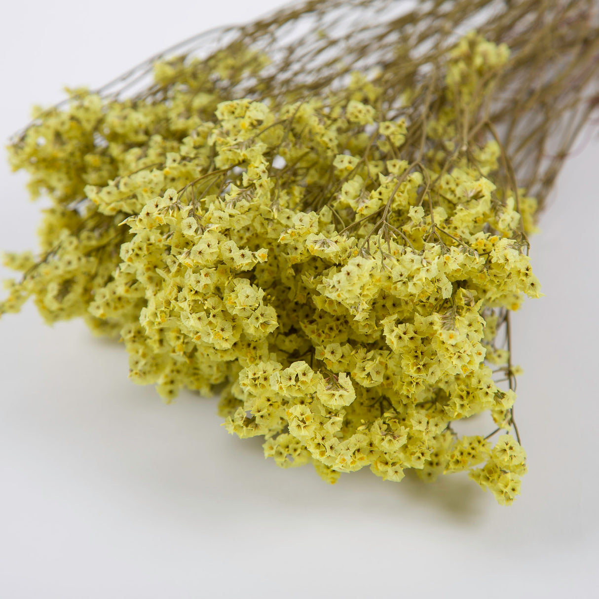 Limonium, Dried, Natural Yellow, 65cm