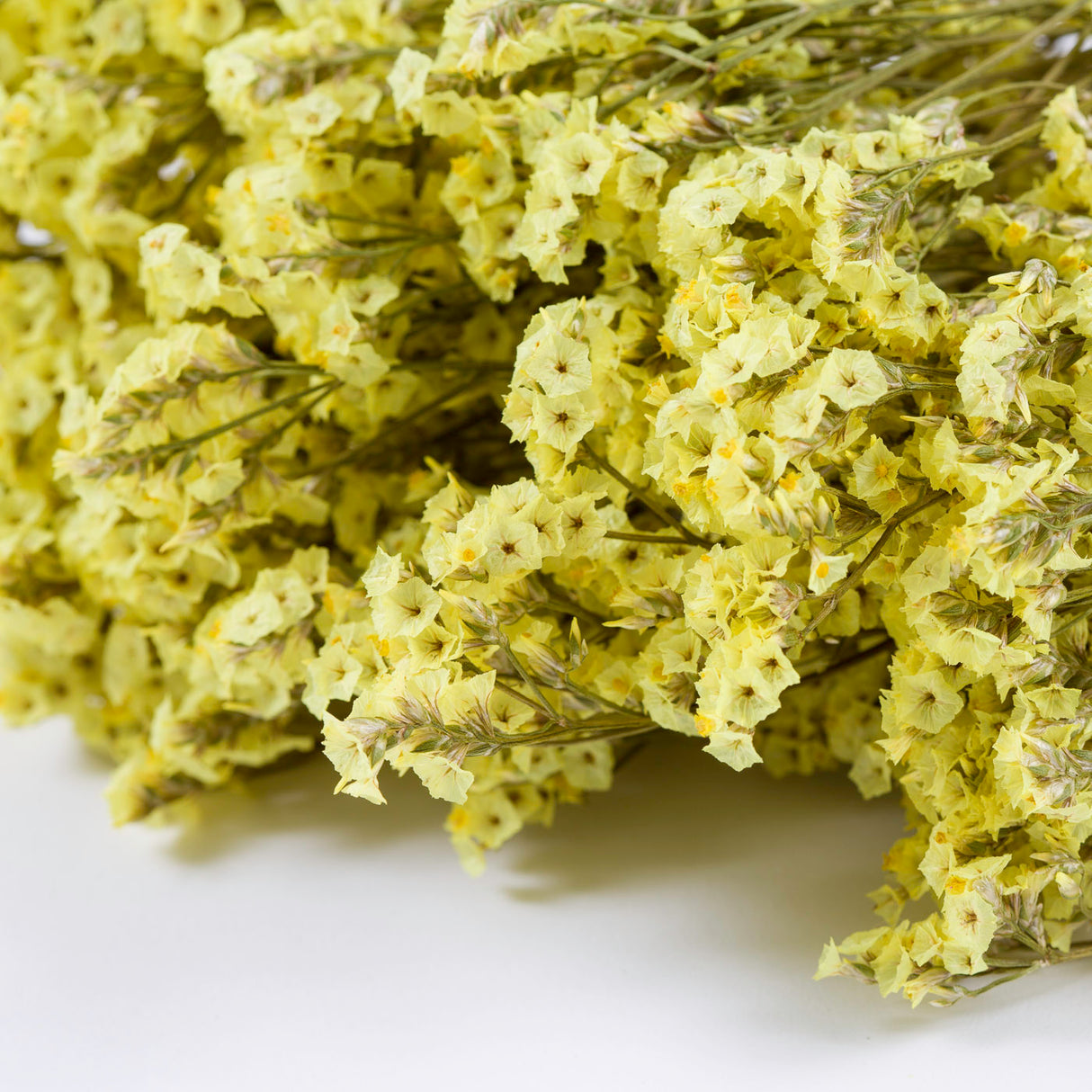 Limonium, Dried, Natural Yellow, 65cm