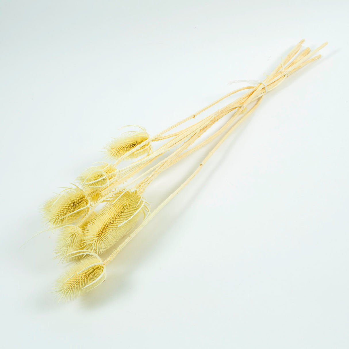 Cardoon Thistle Bleached White