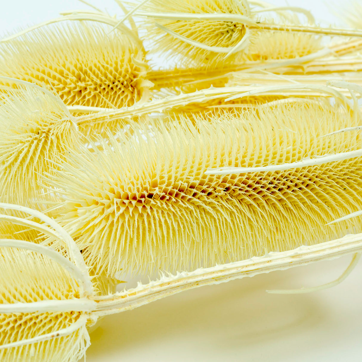 Cardoon Thistle, Bleached White