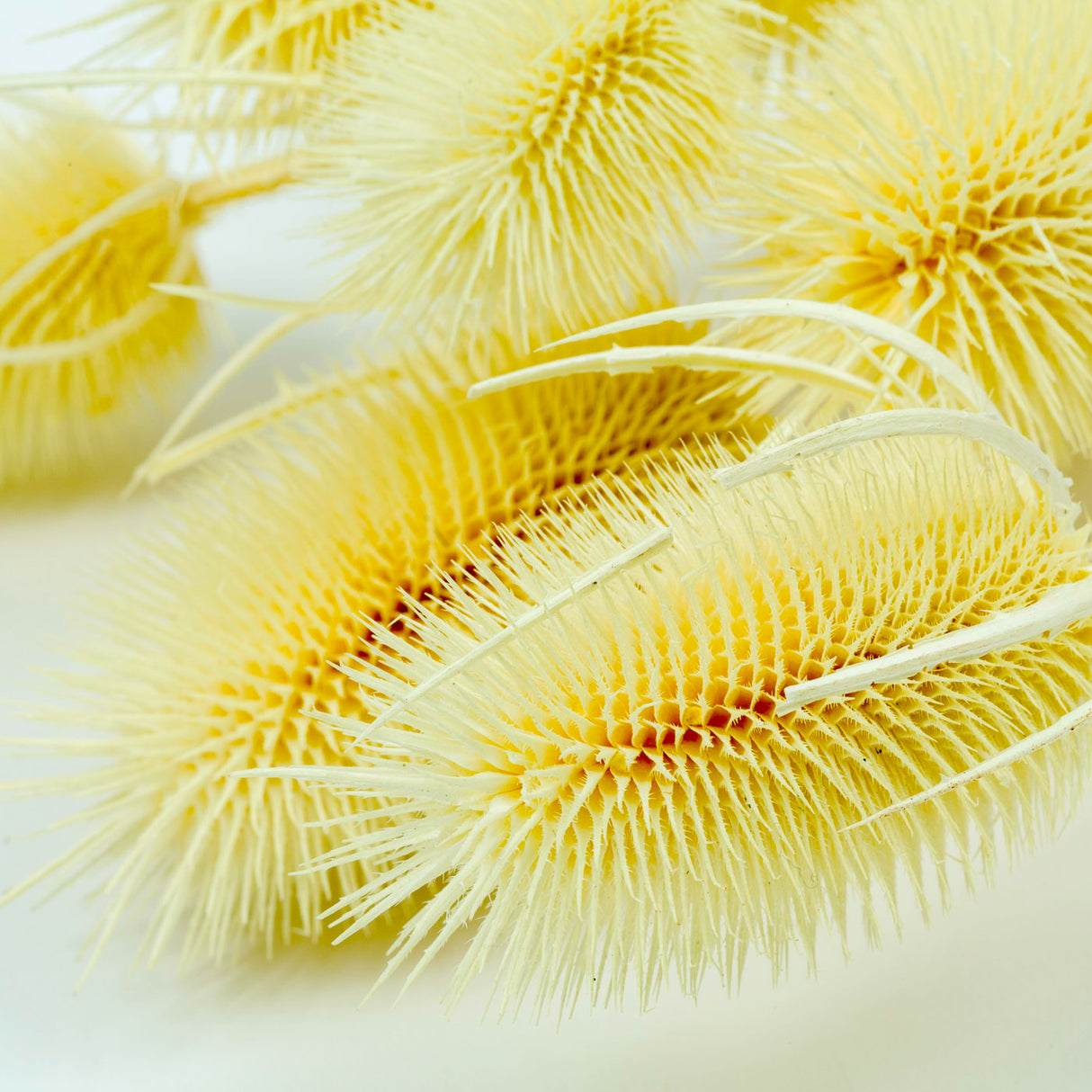 Cardoon Thistle, Bleached White