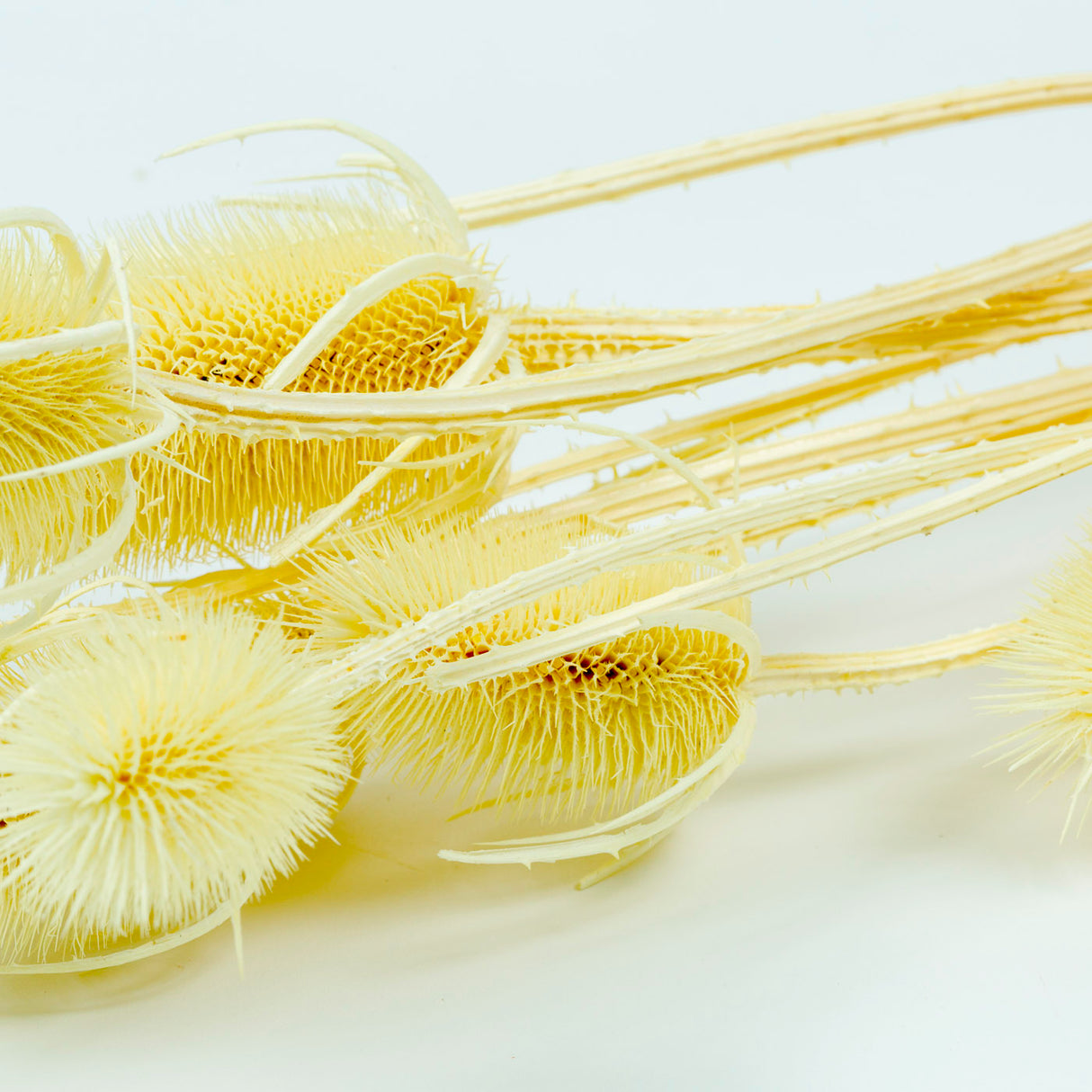 Cardoon Thistle, Bleached White