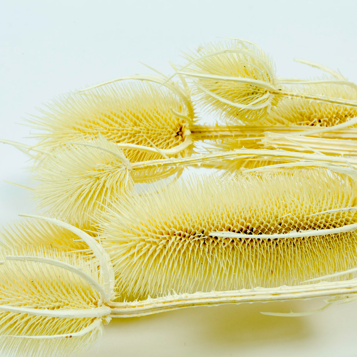 Cardoon Thistle, Bleached White