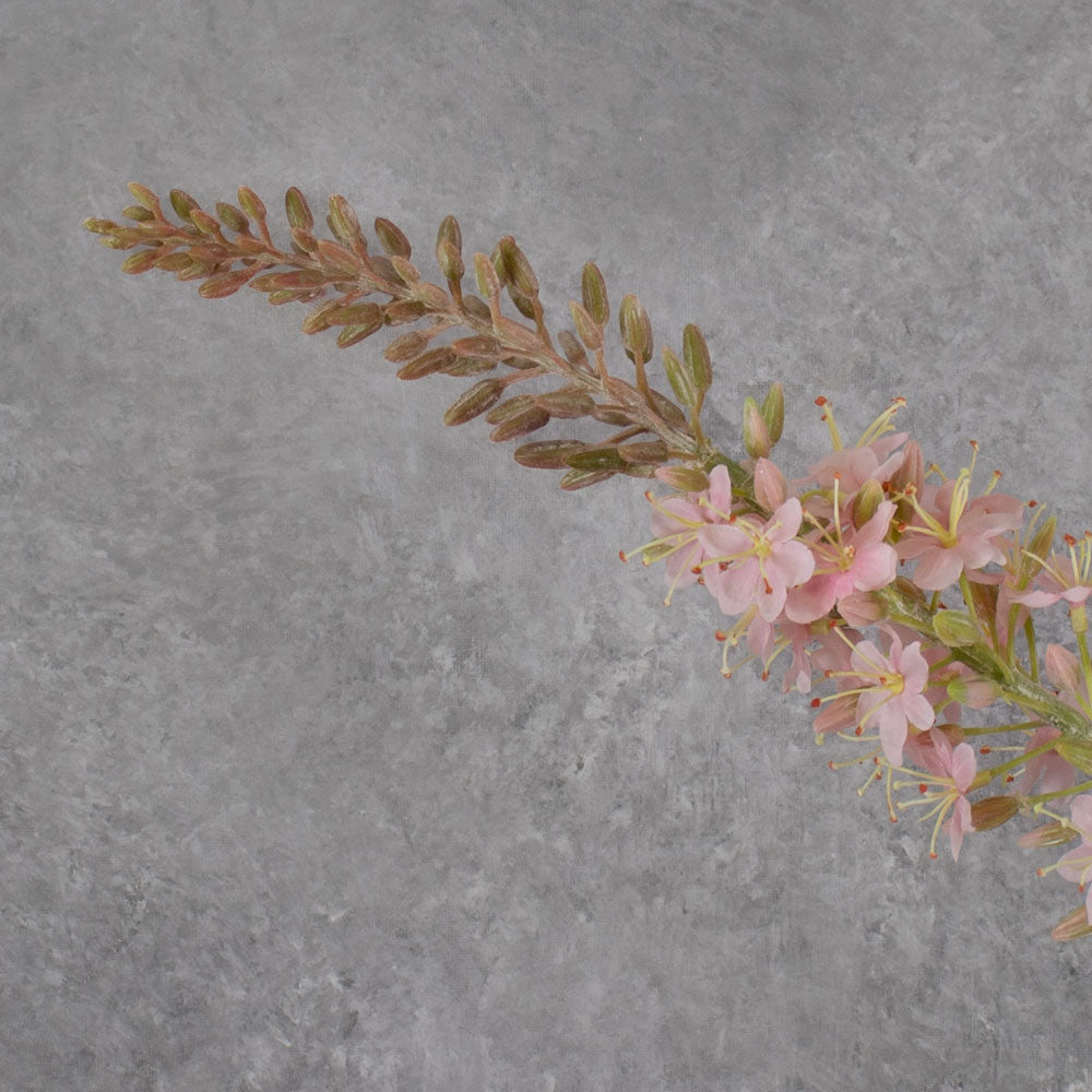 Eremurus, Foxtail Lily, Light Pink, 132cm