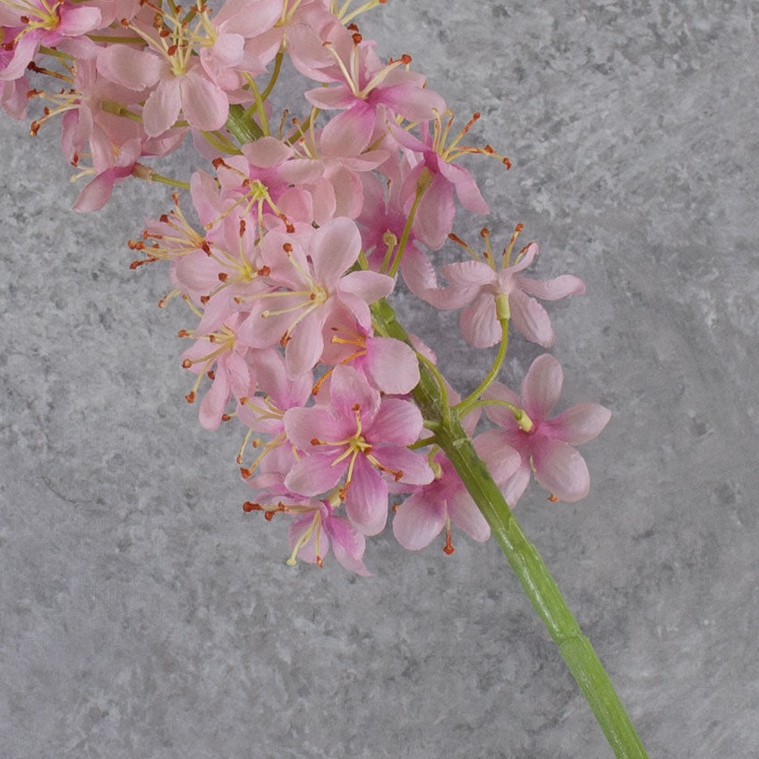 Eremurus, Foxtail Lily, Light Pink, 132cm