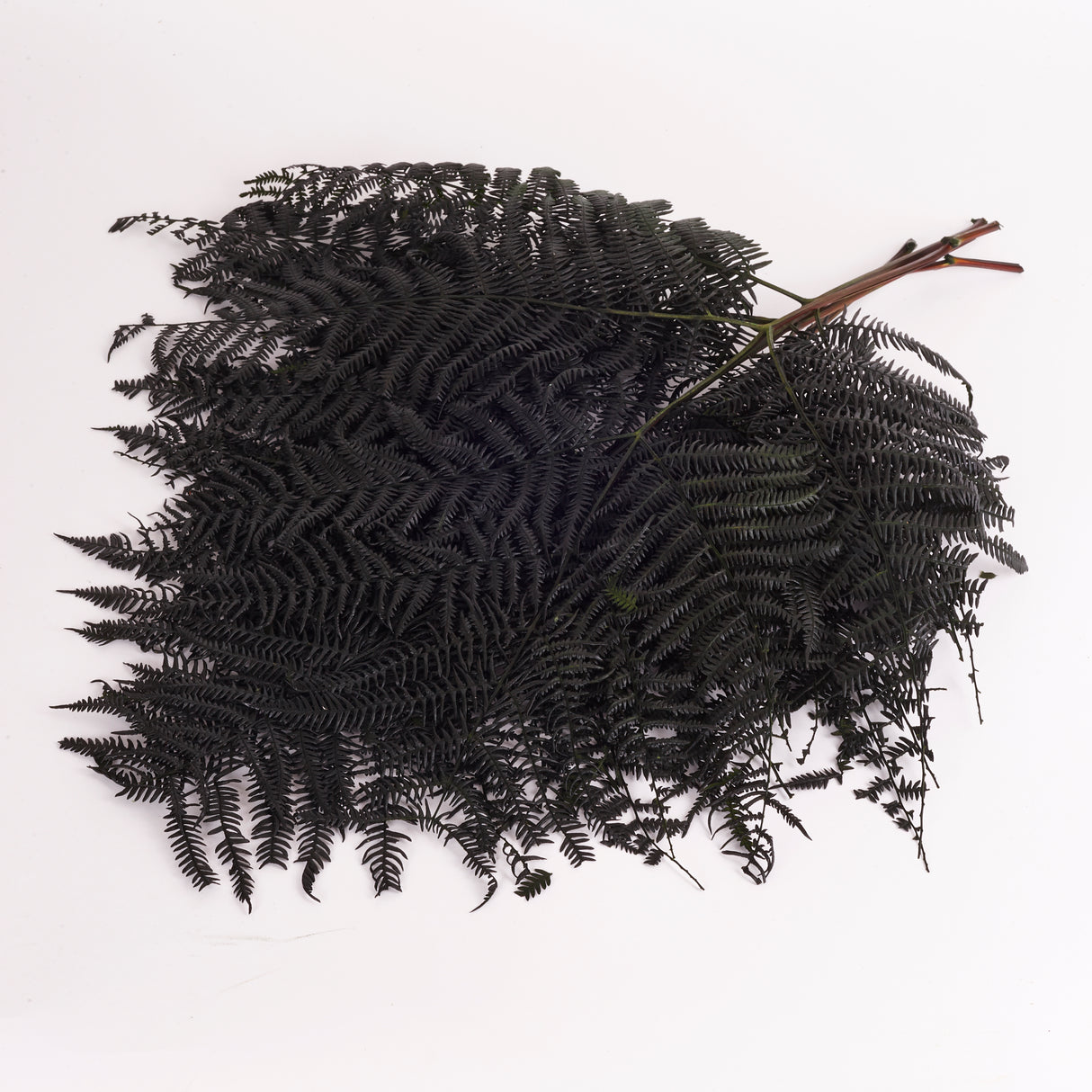 Fern, Falcioni, Preserved, Green, Bunch x 5 Stems