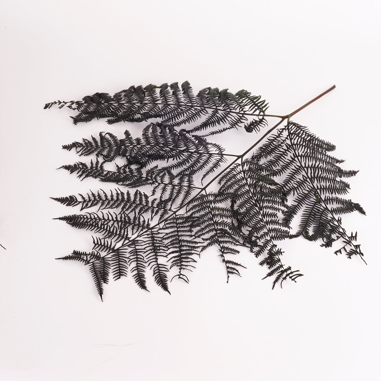 Fern, Falcioni, Preserved, Green, Bunch x 5 Stems