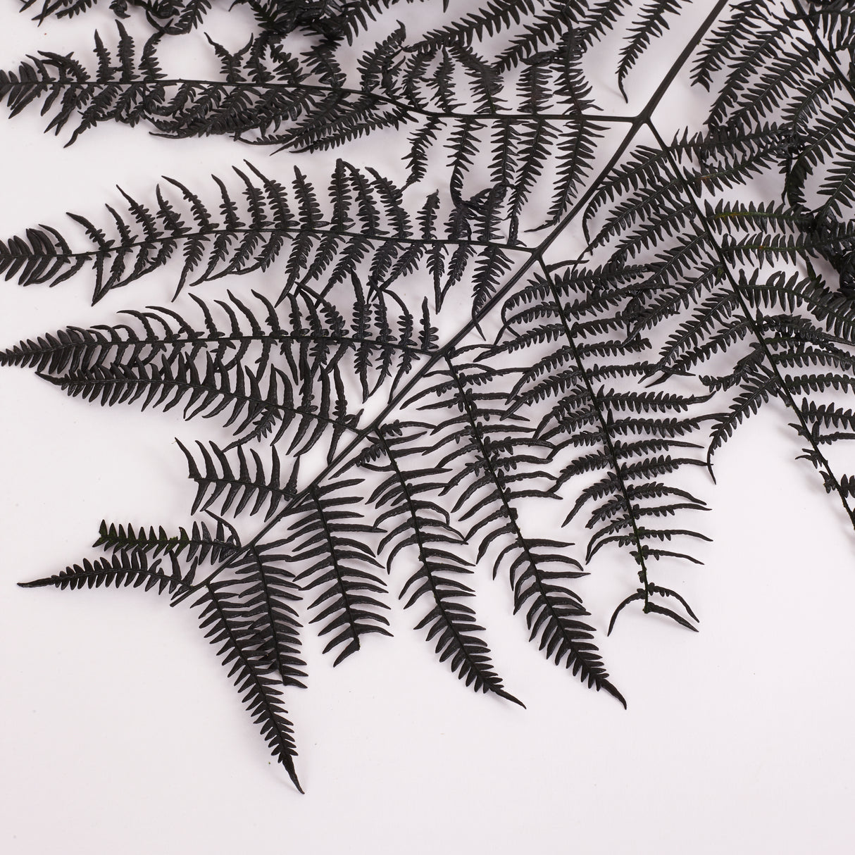 Fern, Falcioni, Preserved, Green, Bunch x 5 Stems