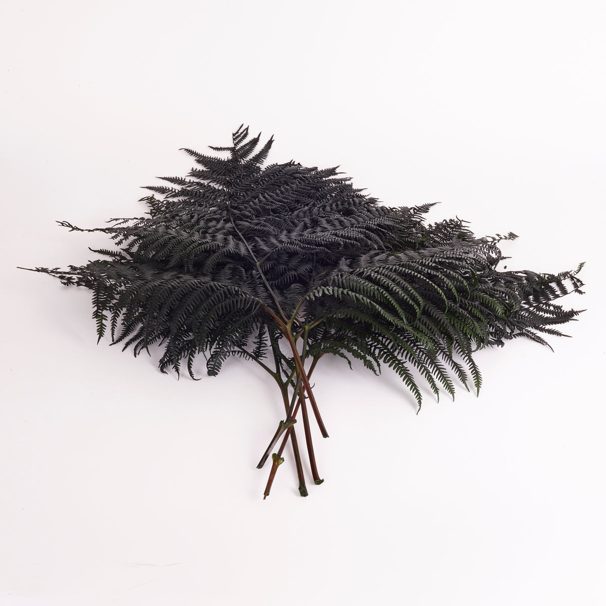 Fern, Falcioni, Preserved, Green, Bunch x 5 Stems