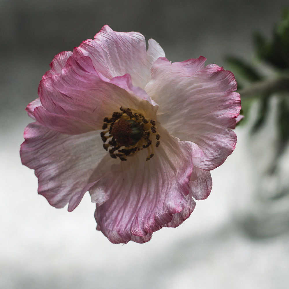 Papaver, (Poppy), Artificial, Pink, 65cm