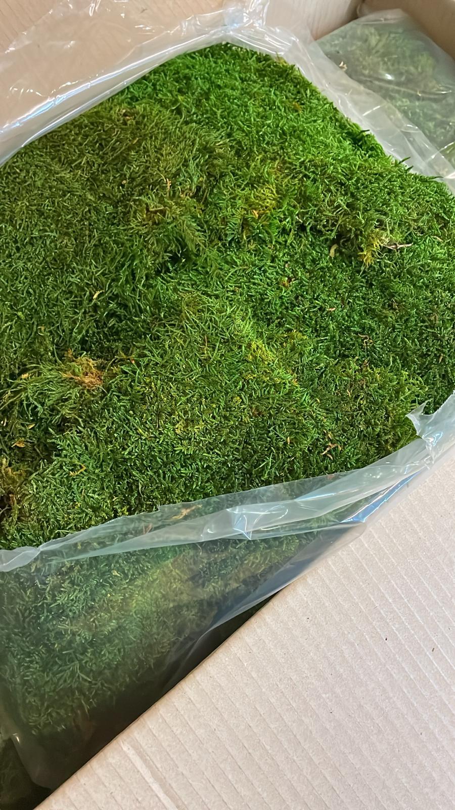 Flat Moss, Preserved, Green, 500g Bag