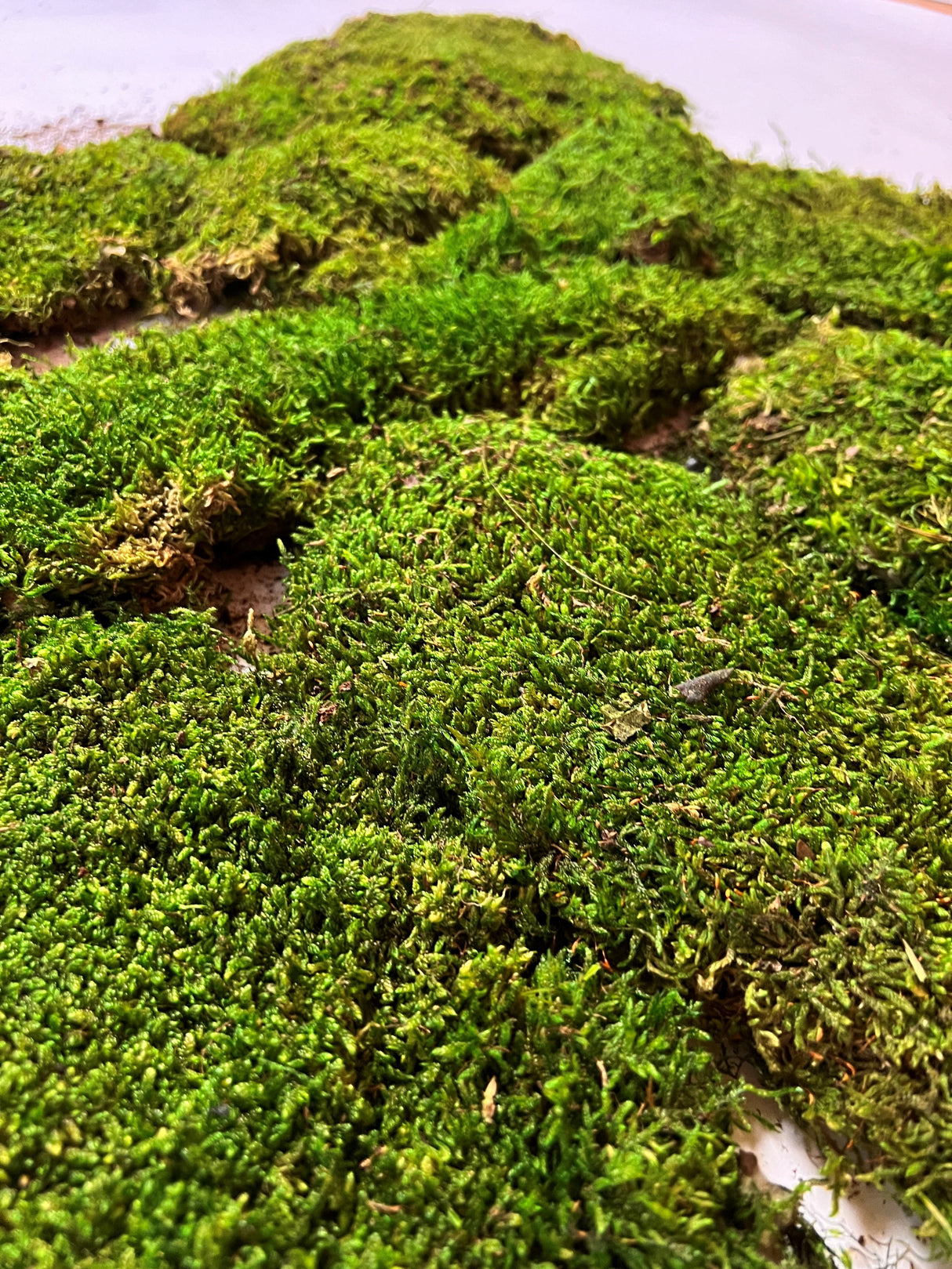 Flat Moss, Preserved, Green, Box x 2.5kg
