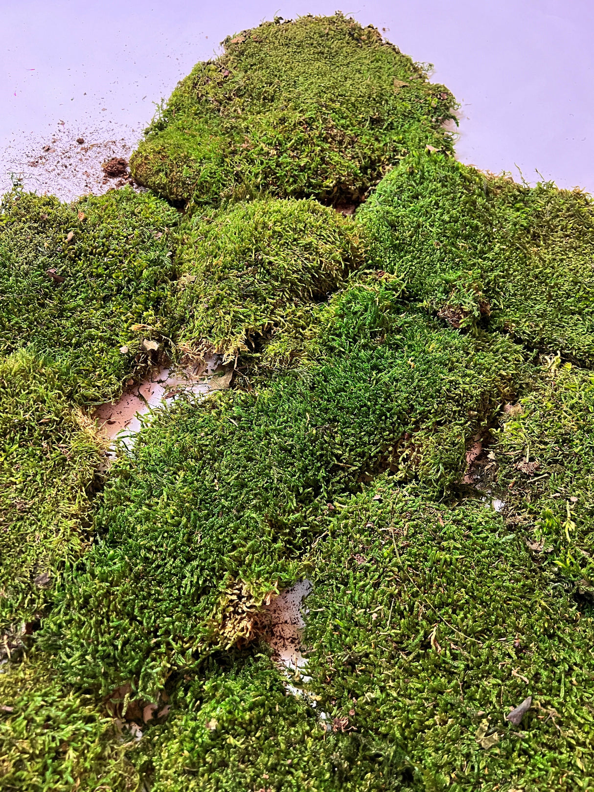 Flat Moss, Preserved, Green, Box x 2.5kg