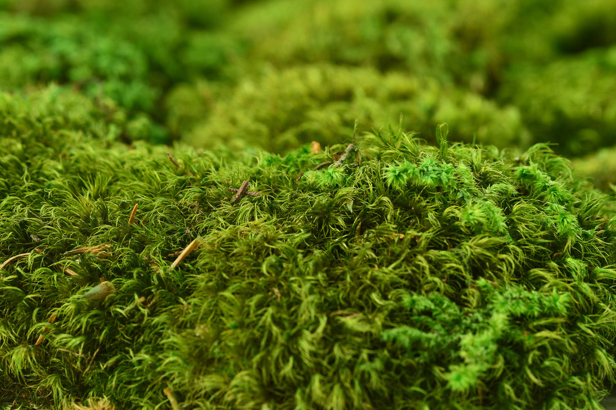 Hair Moss, Preserved, Light Green, coverage 1m2