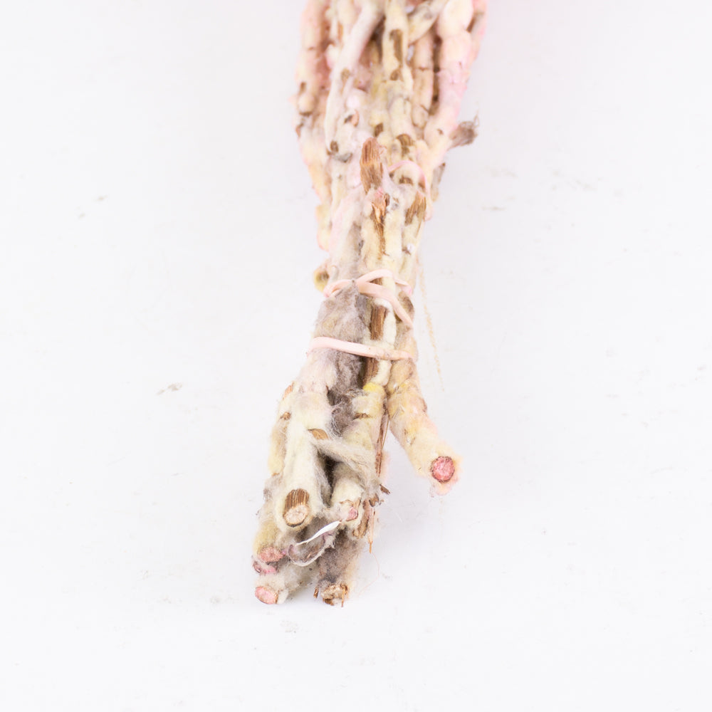 Helichrysum vestitum (capsbloem), Bright Pink